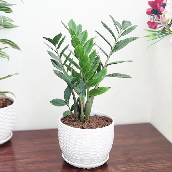 ZZ Plant