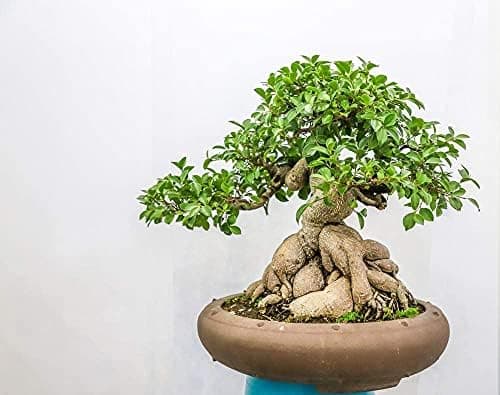 Ficus ginseng