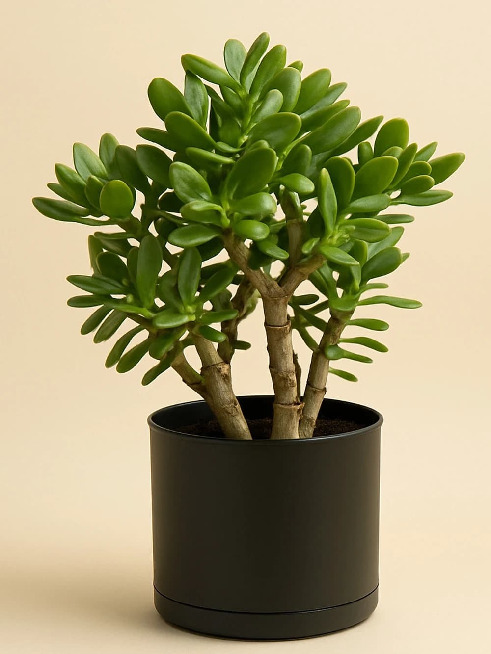 Crassula ovata