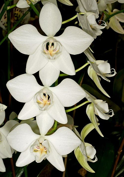 Phalaenopsis amabilis